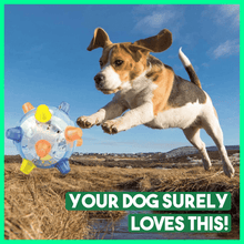 Load image into Gallery viewer, Dotmalls⢠Pet Ball  Endless Entertainment for Your Furry Friend!